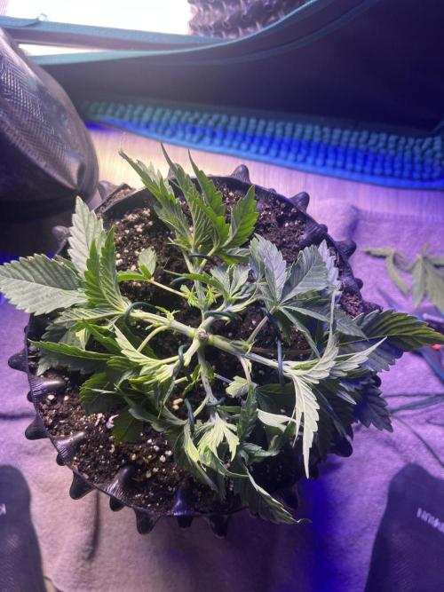 Copy Cat Super Drip S1. Week 3 - Pflanze 1 nach LST