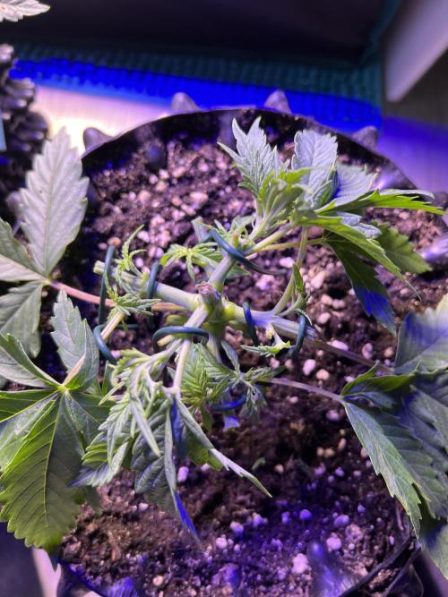 Copy Cat Super Drip S1. Week 3 - Week 3 Day 3