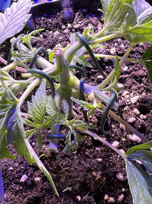 Copy Cat Super Drip S1. Week 3 - Week 3 Day 3