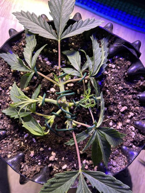 Copy Cat Super Drip S1. Week 3 - Week 3 Day 3