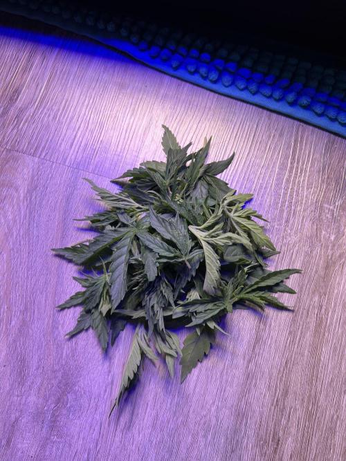 Copy Cat Super Drip S1. Week 3 - Week 3 Day 3 Abschnitt