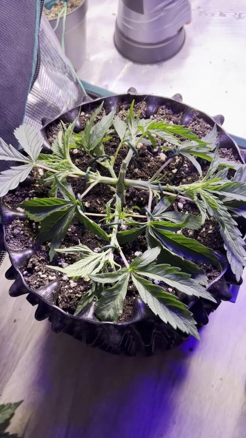 Copy Cat Super Drip S1