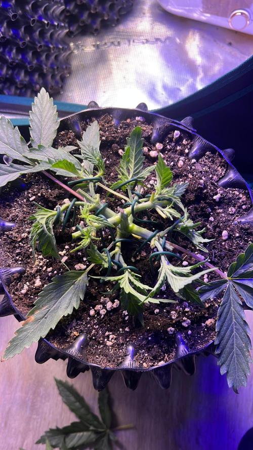 Copy Cat Super Drip S1. Week 3 - Week 3 Day 7