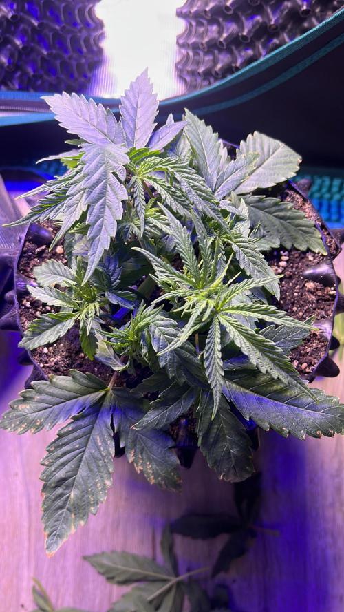 Copy Cat Super Drip S1. Week 3 - Week 3 Day 7