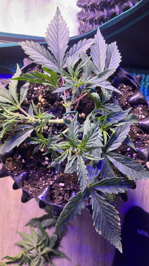 Copy Cat Super Drip S1. Week 3 - Week 3 Day 7