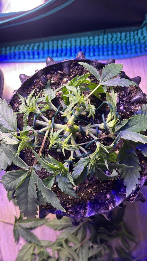 Copy Cat Super Drip S1. Week 3 - Week 3 Day 7