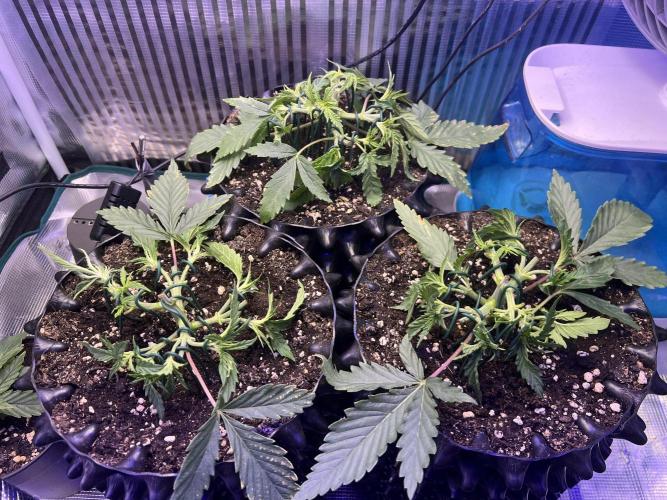 Copy Cat Super Drip S1. Week 3 - Week 3 Day 7 - After LST