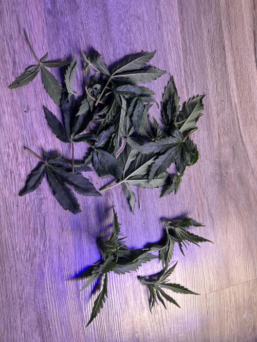 Copy Cat Super Drip S1. Week 3 - Week 3 Day 7 - entfernte Blätter 