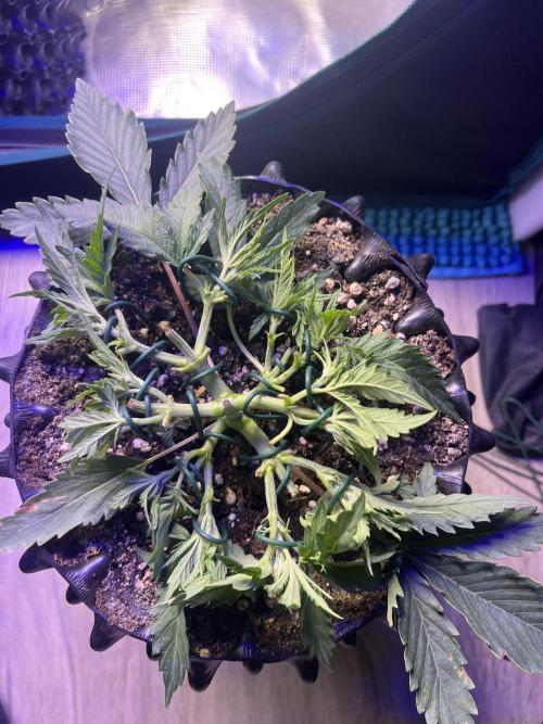 Copy Cat Super Drip S1. Week 4 - nach LST