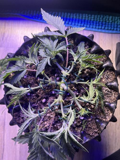 Copy Cat Super Drip S1. Week 4 - nach LST