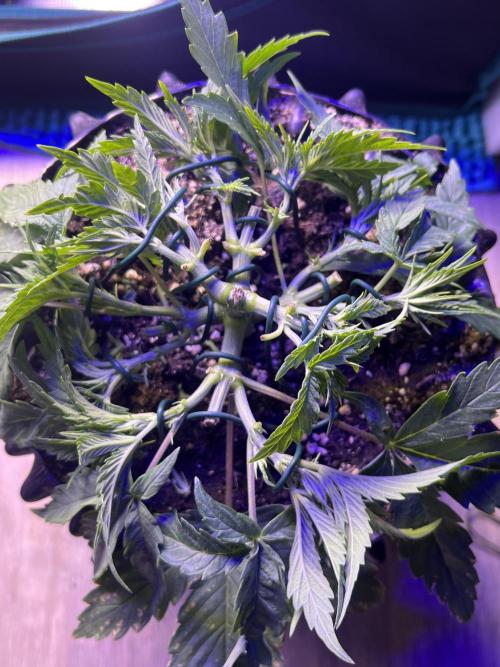 Copy Cat Super Drip S1. Week 4 - nach LST