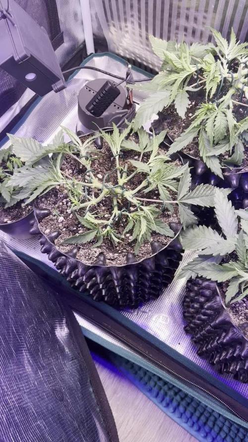 Copy Cat Super Drip S1