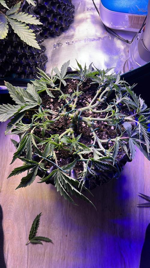 Copy Cat Super Drip S1. Week 4 - Day 22