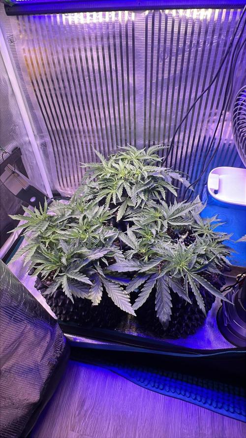 Copy Cat Super Drip S1. Week 4 - Day 26