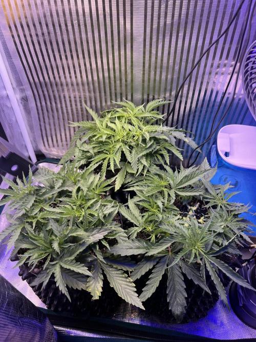 Copy Cat Super Drip S1. Week 4 - Day 26