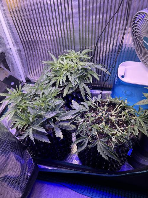 Copy Cat Super Drip S1. Week 4 - Day 26