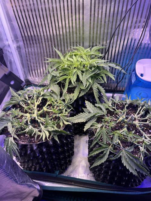 Copy Cat Super Drip S1. Week 4 - Day 26