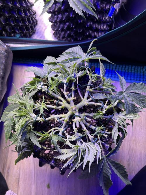 Copy Cat Super Drip S1. Week 4 - Day 26