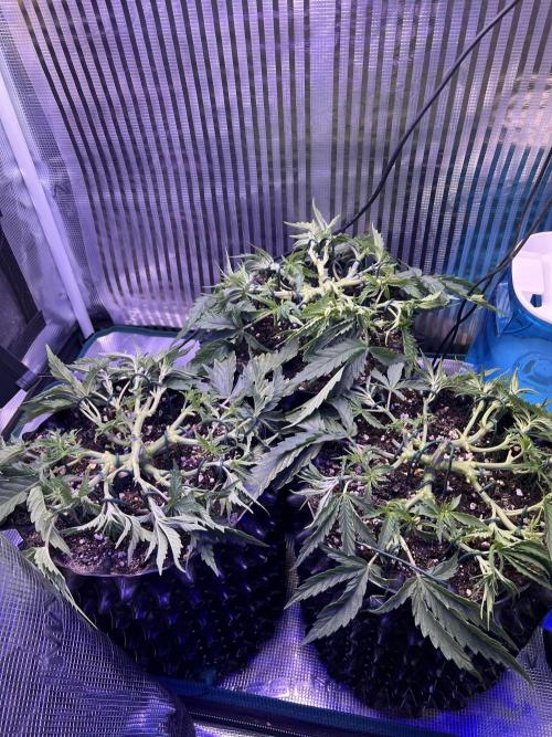 Copy Cat Super Drip S1. Week 4 - Day 26