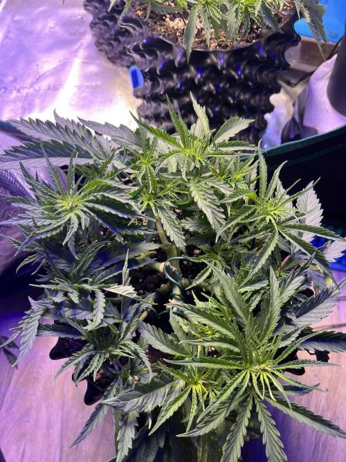 Copy Cat Super Drip S1. Week 5 - Week 5 day 1 