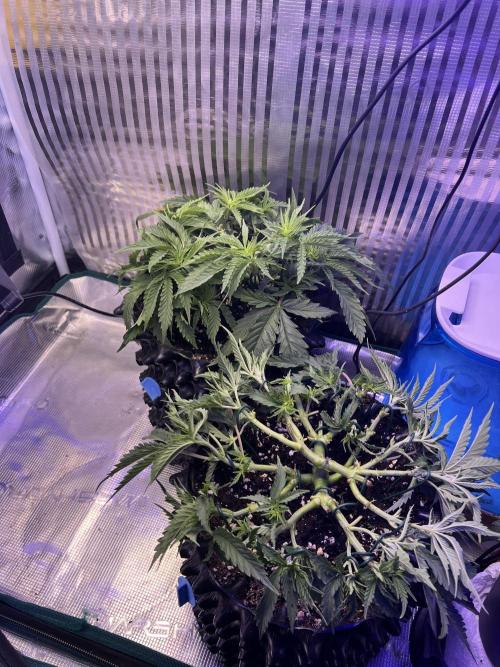 Copy Cat Super Drip S1. Week 5 - Week 5 day 1 