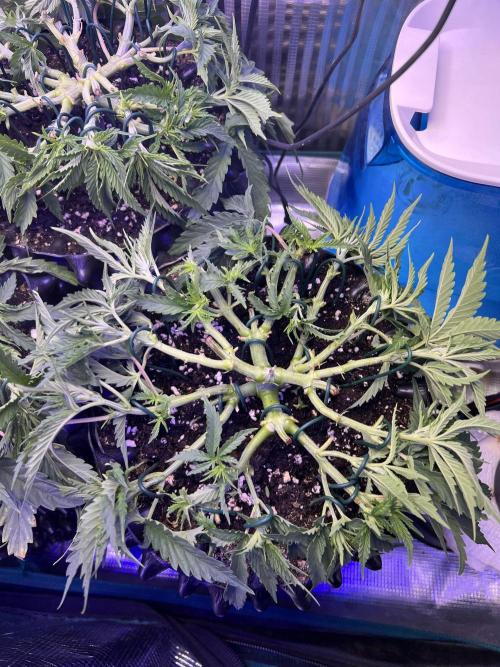 Copy Cat Super Drip S1. Week 5 - Week 5 day 1 