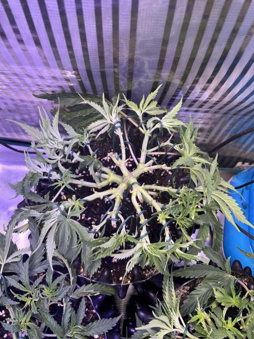 Copy Cat Super Drip S1. Week 5 - Week 5 day 1 