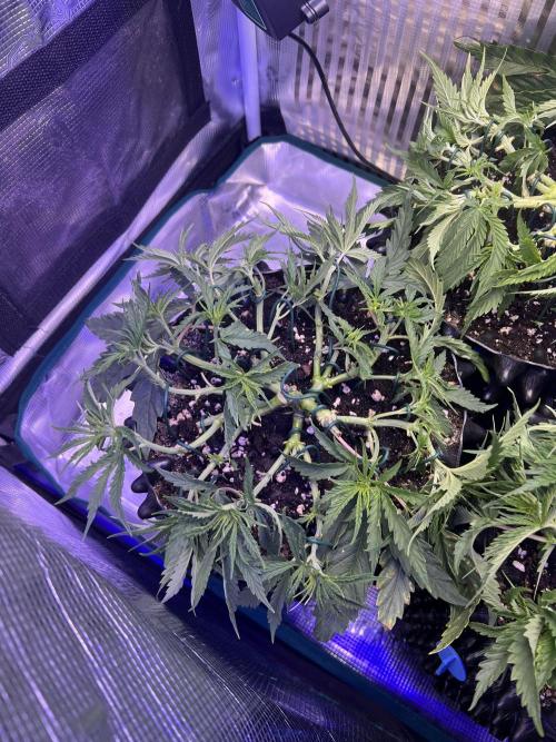 Copy Cat Super Drip S1. Week 5 - Week 5 day 1 