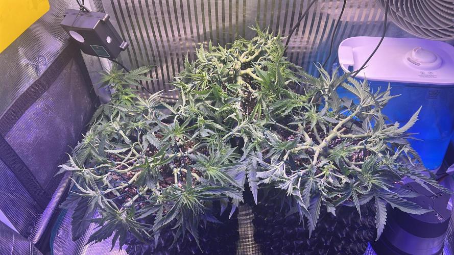 Copy Cat Super Drip S1. Week 5 - Week 5 Day 3 after LST