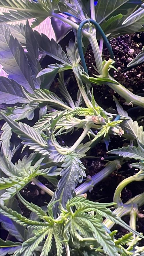 Copy Cat Super Drip S1. Week 5 - Week 5 Day 3, Broken but fixed by it self