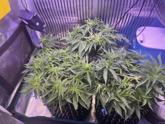 Copy Cat Super Drip S1. Week 5 - Week 5 Day 3 before LST