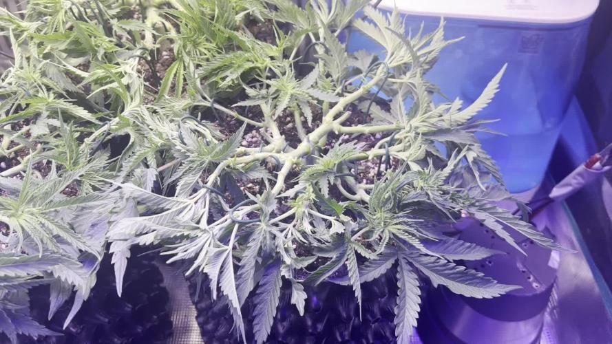 Copy Cat Super Drip S1