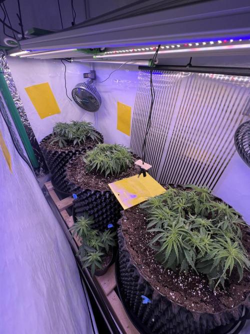 Copy Cat Super Drip S1. Week 5