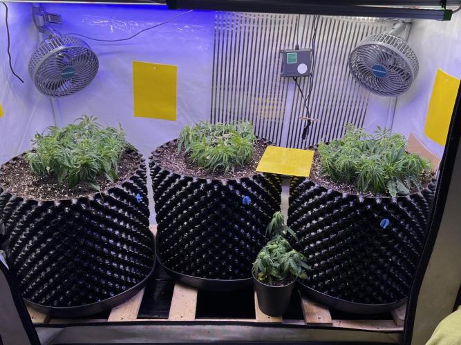 Copy Cat Super Drip S1. Week 6 - Day 36 Veg