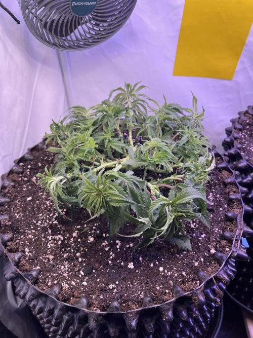 Copy Cat Super Drip S1. Week 6 - Day 36 Veg