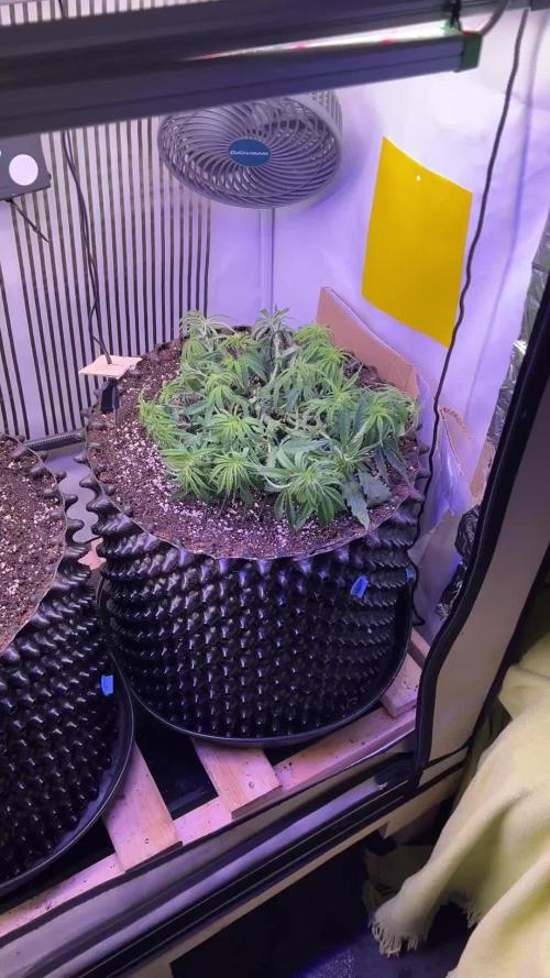 Copy Cat Super Drip S1