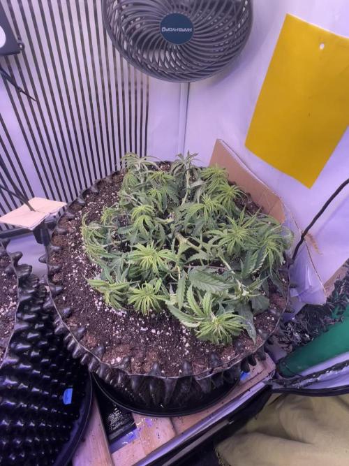 Copy Cat Super Drip S1