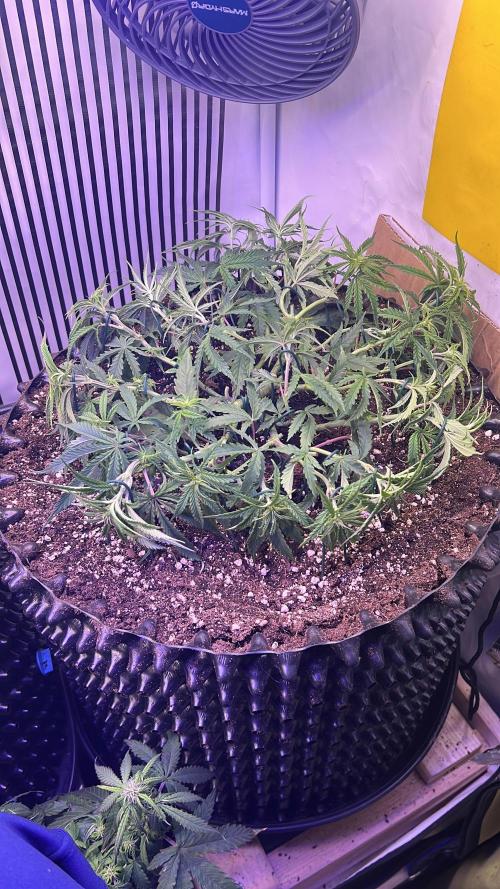 Copy Cat Super Drip S1. Week 6 - Tag 39 veg