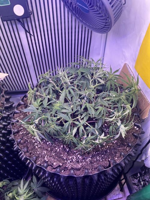 Copy Cat Super Drip S1. Week 6 - Tag 39 veg