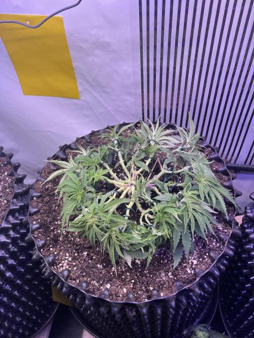 Copy Cat Super Drip S1. Week 6 - Tag 39 veg