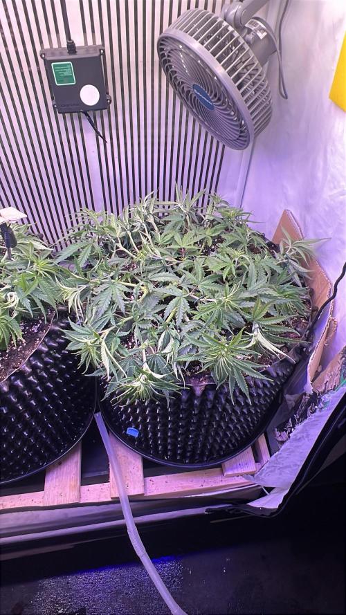 Copy Cat Super Drip S1. Week 7 - Tag 43 Veg