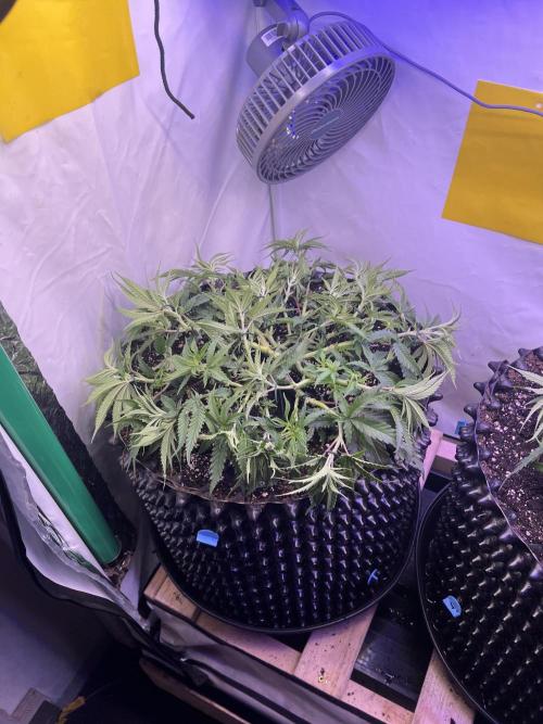 Copy Cat Super Drip S1. Week 7 - Tag 43 Veg