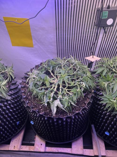 Copy Cat Super Drip S1. Week 7 - Tag 43 Veg