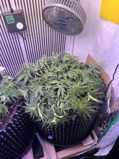 Copy Cat Super Drip S1. Week 7 - Tag 43 Veg