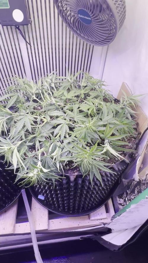 Copy Cat Super Drip S1