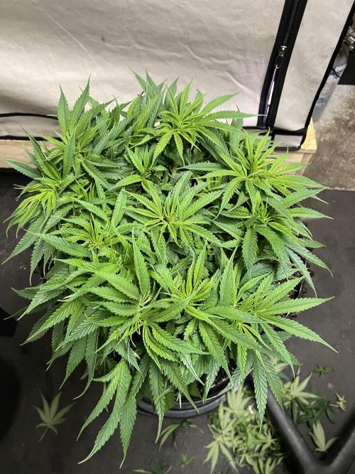 Copy Cat Super Drip S1. Week 8 - Veg Tag 49 vor dem Training 