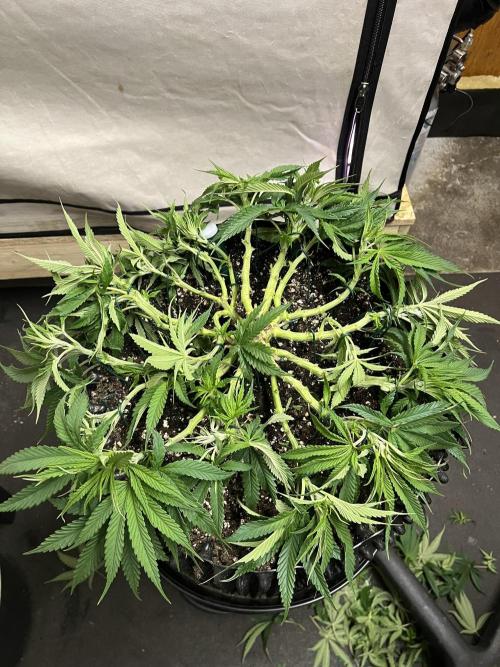 Copy Cat Super Drip S1. Week 8 - Veg Tag 49 nach dem Training 