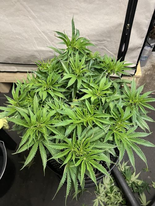 Copy Cat Super Drip S1. Week 8 - Veg Tag 49 vor dem Training 