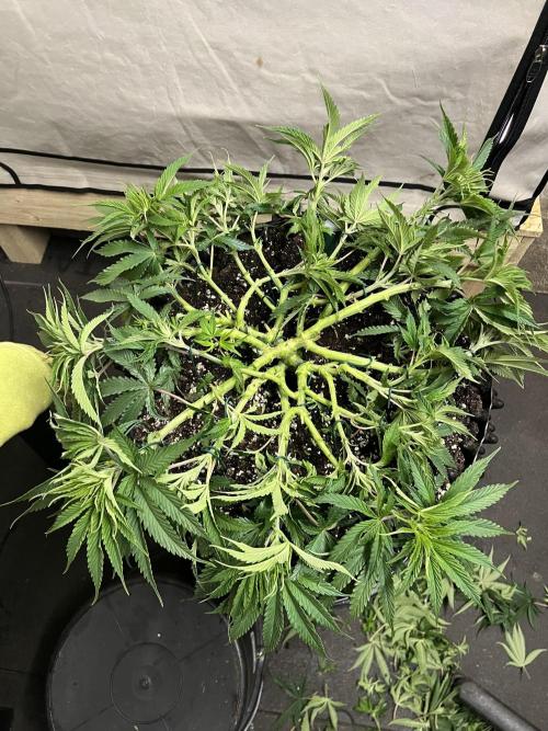 Copy Cat Super Drip S1. Week 8 - Veg Tag 49 nach dem Training 