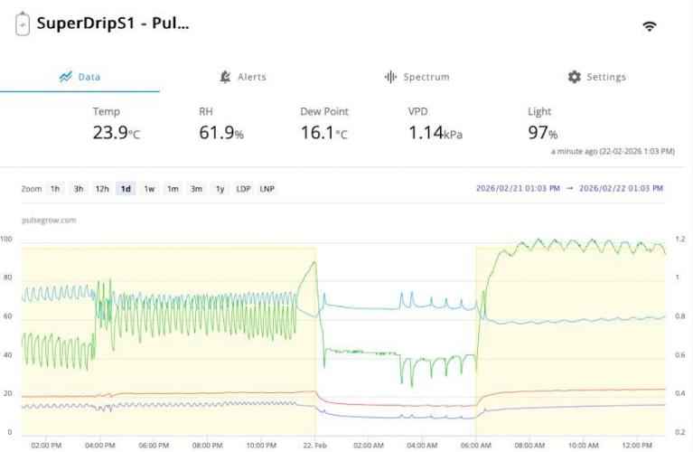 Copy Cat Super Drip S1. Week 8